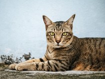 Apakah Kucing Bisa Berkeringat Saat Musim Panas?