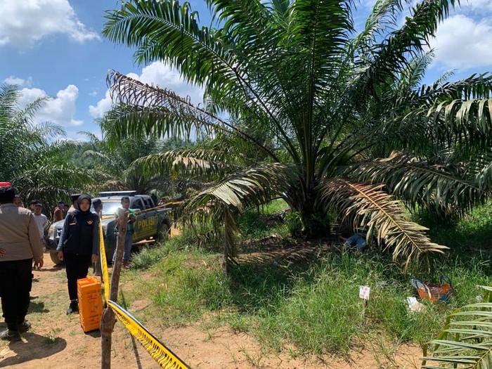 2 Wanita Ditemukan Tewas di Bawah Pohon Sawit di Solok, Pembunuh Ditangkap