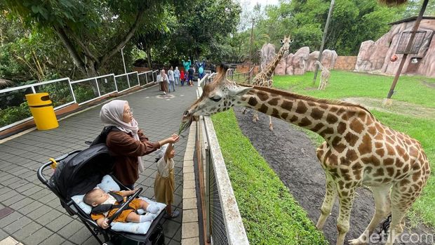 Pengunjung memberi makan Jerapah di Batu Secret Zoo Jatim Park 2, Kota Batu