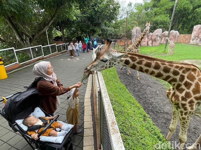 Pengunjung memberi makan Jerapah di Batu Secret Zoo Jatim Park 2, Kota Batu
