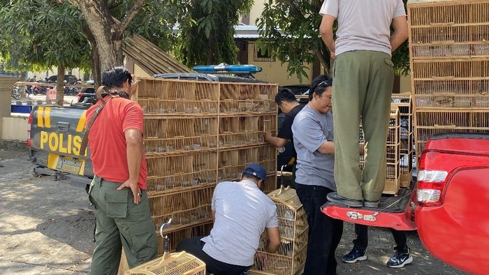 Petugas menyita satwa dilindungi dan sejumlah sangkar burung di Wedi, Klaten.