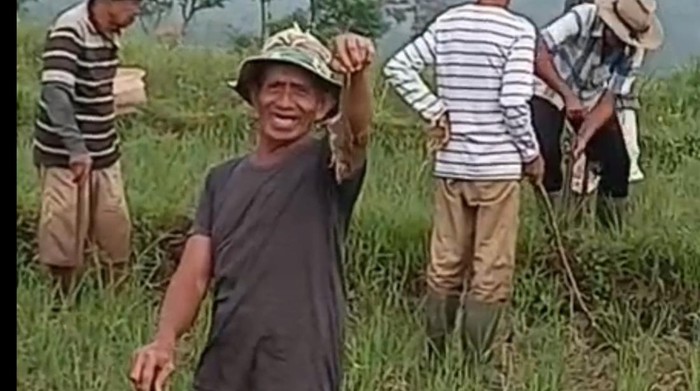 Petani berburu hama tikus di Tasikmalaya