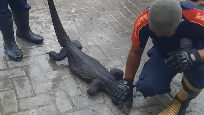 Petugas Damkar menangkap biawak sepanjang 1,5 meter yang meresahkan warga Parepare.