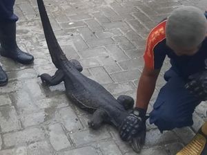 Biawak 1,5 Meter Berkeliaran di Permukiman Warga Parepare, Damkar Evakuasi