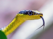 Hati-hati! 5 Kebiasaan Ini Dapat Mengundang Ular Datang ke Rumah