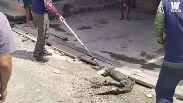 Evakuasi buaya masuk di selokan rumah warga di Palu.