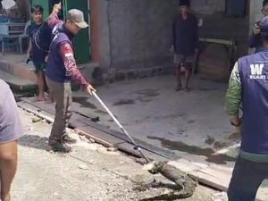 Buaya 1,3 Meter Masuk Selokan Rumah Warga di Palu, BKSDA Sulteng Evakuasi