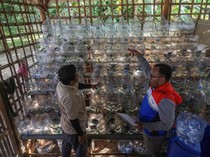 Galon Bekas Disulap Jadi Rusun Kepiting Ramah Lahan