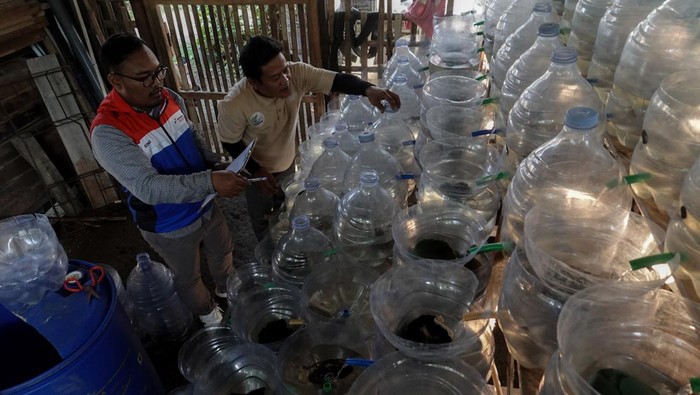 Petugas Kilang Pertamina Unit Cilacap bersama warga melakukan monitoring rumah susun kepiting yang terbuat dari galon bekas air mineral di Desa Kutawaru, CIlacap, Jawa Tengah, Jumat (20/6/25). Kelompok Mamaku melakukan replikasi metode rumah susun kepiting berbasis energi (Rusun Tinggi) Kilang Pertamina International Unit Cilacap hanya dengan menggunakan galon bekas air mineral yang dibentuk secara vertikal untuk budi daya kepiting cangkang lunak karena tidak membutuhkan lahan yang luas. ANTARA FOTO/Idhad Zakaria/agr