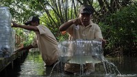 Anggota Kelompak Masyarakat Mandiri Kutawaru (Mamaku) memanen ikan dan kepiting dengan perangkap atau bubu yang terbuat dari galon bekas air mineral di Desa Kutawaru, CIlacap, Jawa Tengah, Jumat (20/6/25). Teknik ini terbukti efisien dan ramah lingkungan, serta menjadi alternatif budi daya kepiting yang bisa dilakukan di permukiman padat sekalipun.