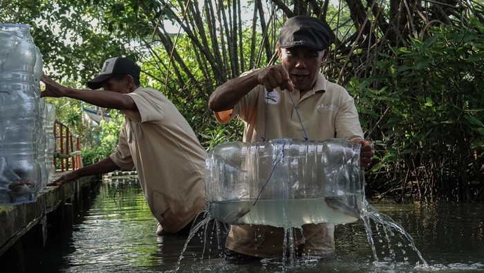 Petugas Kilang Pertamina Unit Cilacap bersama warga melakukan monitoring rumah susun kepiting yang terbuat dari galon bekas air mineral di Desa Kutawaru, CIlacap, Jawa Tengah, Jumat (20/6/25). Kelompok Mamaku melakukan replikasi metode rumah susun kepiting berbasis energi (Rusun Tinggi) Kilang Pertamina International Unit Cilacap hanya dengan menggunakan galon bekas air mineral yang dibentuk secara vertikal untuk budi daya kepiting cangkang lunak karena tidak membutuhkan lahan yang luas. ANTARA FOTO/Idhad Zakaria/agr