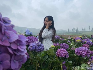 Indahnya Kebun Hortensia Batu, Spot Foto Favorit yang Lagi Viral!