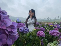 Pesona Kebun Bunga Hortensia Kota Batu yang Instagramable Banget!