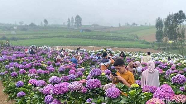 Kebun Hortensia di Sumberbrantas, Kota Batu.