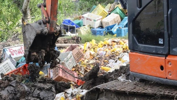 Mangga Impor dimusnahkan