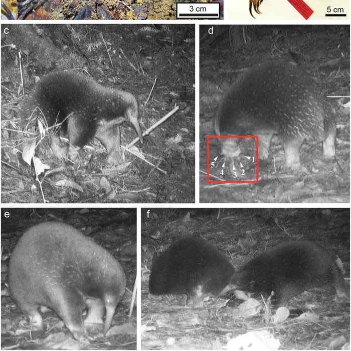 nokdiak paruh panjang, Zaglossus attenboroughi
