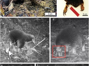 Nokdiak Paruh Panjang Terekam Lagi di Papua, Asalnya dari Zaman Dinosaurus