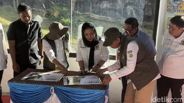 Titiek Soeharto memberi nama dua bayi harimau Sumatera yang baru lahir di TMSBK Bukittinggi. (Foto: Jeka Kampai/detikSumut).