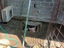 Babi Masuk Lubang Septic Tank di Bantul, Berontak Saat Dievakuasi