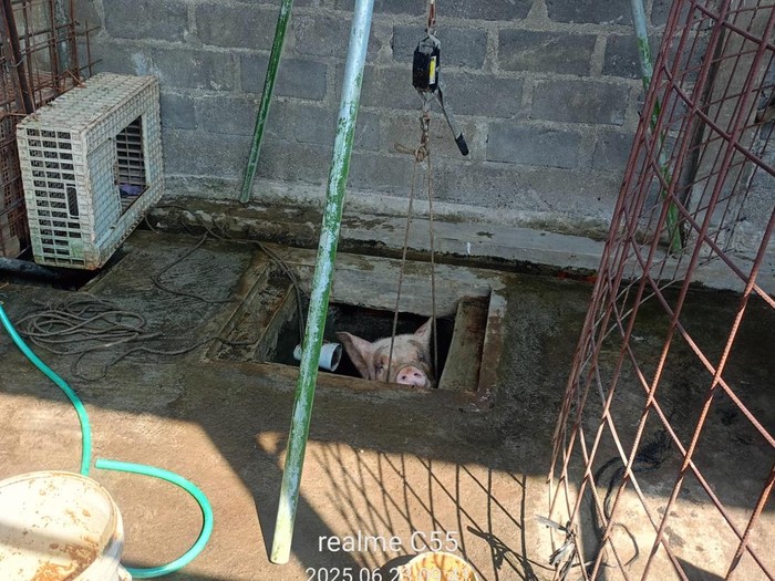Proses evakuasi seekor babi yang terjebak di lubang tangki septik di Bambanglipuro, Bantul, DIY, Senin (23/6/2025).