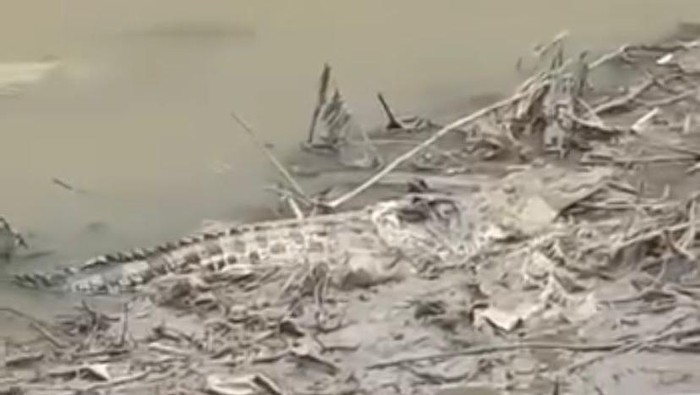 Buaya ukuran besar muncul di Sungai Antrokan, Jember. Videonya viral di media sosial.
