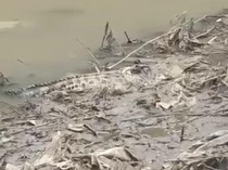 Viral Buaya Besar Muncul di Permukaan Sungai Jember