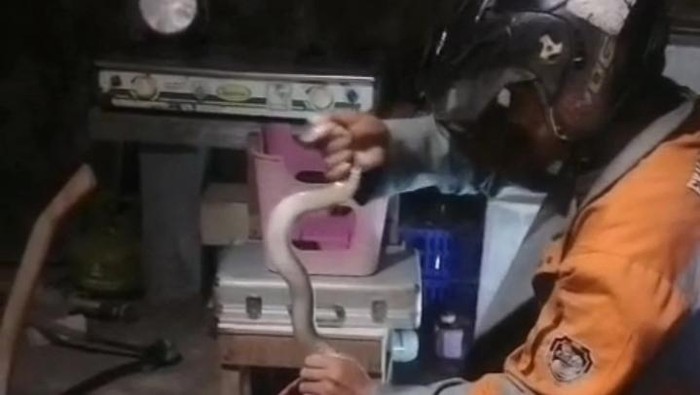 Evakuasi Kobra Jawa di perum Bulan, Wonosari, Klaten.