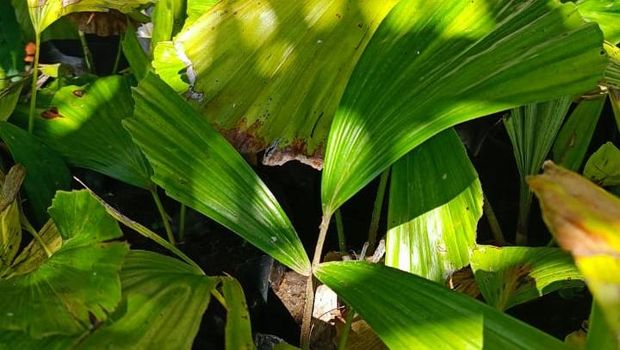 Melestarikan Aren Endemik Cagar Alam Martelu Purba