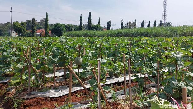 Lahan di Ciawijapura yang ditanami melon kini berbuah. Lahan garapan ini dibangun dari alokasi dana desa di Cirebon.