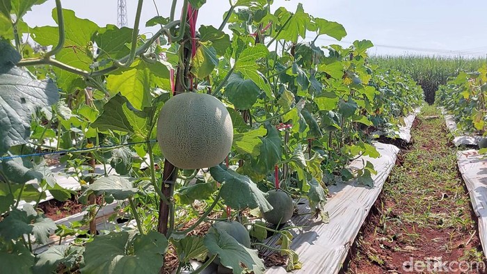 Lahan di Ciawijapura yang ditanami melon kini berbuah. Lahan garapan ini dibangun dari alokasi dana desa di Cirebon.