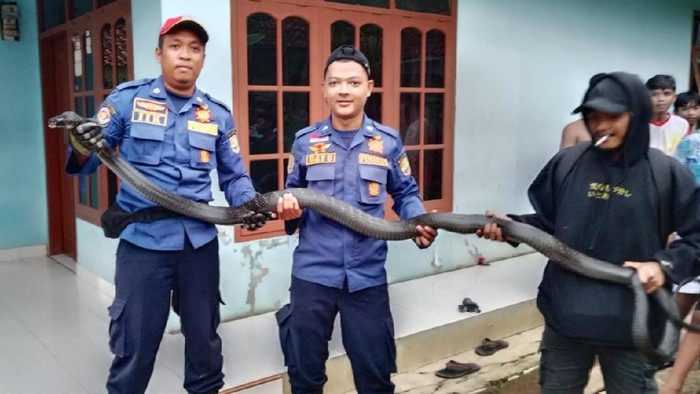Petugas Damkar Ciamis mengamankan ular king kobra 3,5 meter yang bersembunyi di dapur rumah warga Benteng.