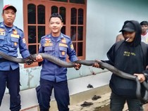 Rak Piring Dapur Rumah Reni Jadi Sarang Si Raja Ular