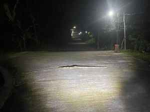 Saat Piton 3 Meter Nyeberang Jalan Hebohkan Warga Boyolali