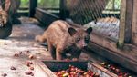 10 Makanan Orang Kaya Ini Dicap Hanya Buang-buang Duit!