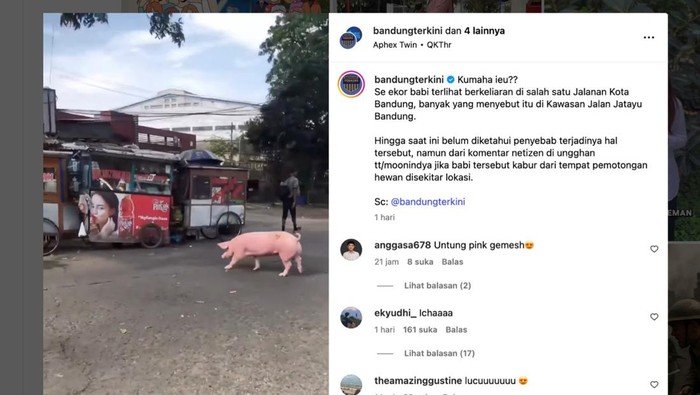 Unggahan viral seekor babi berkeliaran di jalanan Kota Bandung.