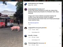 Kala Babi Pink Bikin Heboh Keliaran di Jalanan Bandung