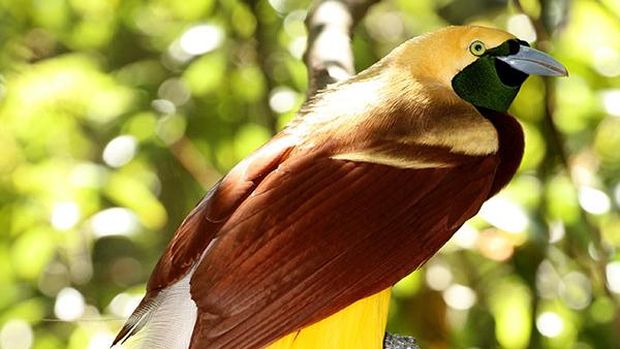Burung cendrawasih sedang bertengger di dahan pohon. Cendrawasih adalah burung langka yang tidak boleh dipelihara.