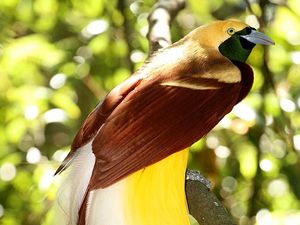556 Nama Burung Langka yang Tidak Boleh Dipelihara, Apa Saja?
