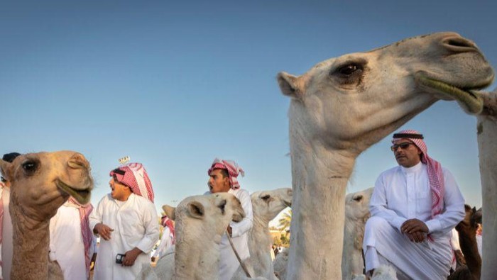 Jelajahi Camel Market Buraydah, pasar unta terbesar di dunia. Temukan budaya Arab, interaksi pedagang, dan pengalaman unik balapan unta!
