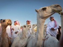 Serunya Menjelajahi Camel Market Buraydah, Pasar Unta Terbesar di Dunia