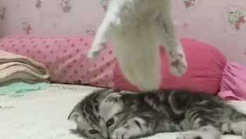 Kucing putih ini seolah seperti roh yang terangkat. Foto: Brightside