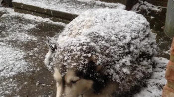 Ada yang mengira anjing ini adalah landak? Foto: Brightside