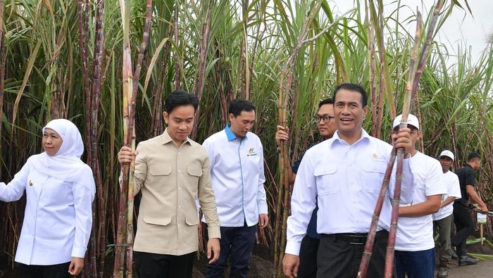 Gibran Tinjau Panen Tebu Banyuwangi, Dorong Swasembada Gula.