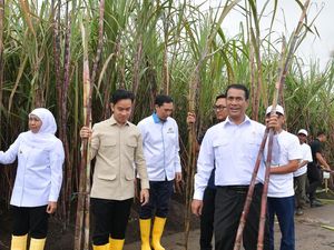 Gibran Tinjau Panen Tebu Banyuwangi, Dorong Swasembada Gula