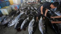 Pedagang memeriksa kualitas daging ikan tuna sirip kuning sebagai syarat untuk pasar ekspor di Pelabuhan Perikanan Samudera Lampulo, Banda Aceh, Aceh, Selasa (24/6/2025).  ANTARA FOTO/AMPELSA