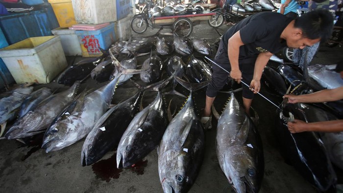 Nelayan menata ikan tuna sirip kuning sebelum pememeriksaan kualitas dagingnya sebagai syarat untuk ekspor di Pelabuhan Perikanan Samudera Lampulo, Banda Aceh, Aceh, Selasa (24/6/2025). Menurut pengusaha penampung ikan di daerah itu, harga berbagai jenis ikan di daerah itu mengalami kenaikan karena hasil tangkapan berkurang akibat cuaca buruk sejak sepekan terakhir, terutama ikan tuna sirip kuning untuk pasar ekspor naik mencapai Rp46.000 per kilogram dari harga sebelumnya Rp43.000 per kilogram. ANTARA FOTO/Ampelsa/nym.