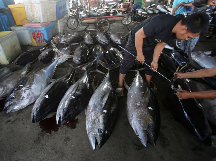 Cuaca Buruk Bikin Harga Ikan Tuna Naik di Banda Aceh