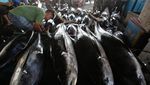 Cuaca Buruk Bikin Harga Ikan Tuna Naik di Banda Aceh