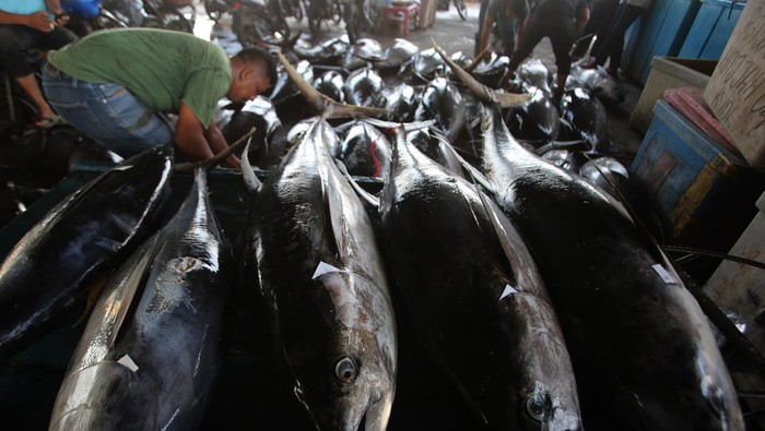 Nelayan menata ikan tuna sirip kuning sebelum pememeriksaan kualitas dagingnya sebagai syarat untuk ekspor di Pelabuhan Perikanan Samudera Lampulo, Banda Aceh, Aceh, Selasa (24/6/2025). Menurut pengusaha penampung ikan di daerah itu, harga berbagai jenis ikan di daerah itu mengalami kenaikan karena hasil tangkapan berkurang akibat cuaca buruk sejak sepekan terakhir, terutama ikan tuna sirip kuning untuk pasar ekspor naik mencapai Rp46.000 per kilogram dari harga sebelumnya Rp43.000 per kilogram. ANTARA FOTO/Ampelsa/nym.