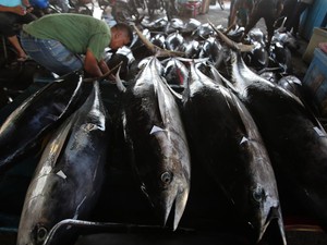 Stok Ikan Aman Saat Ramadan, tapi Harganya Ada yang Naik